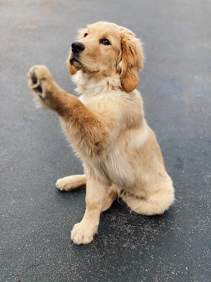 Hold my paw? Photograph by Jodi Payne - Fine Art America