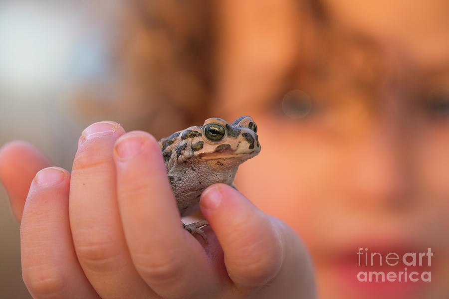 Holding a Marsh frog v1 #1 Photograph by Alon Meir