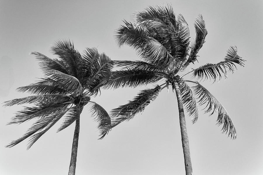Hollywood, Florida Palm Trees #1 Photograph by Alan Goldberg