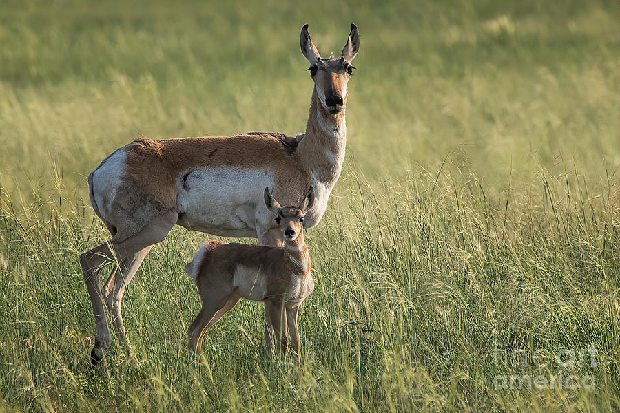 Pronghorn Photograph - Home on the Range #1 by Jim Garrison