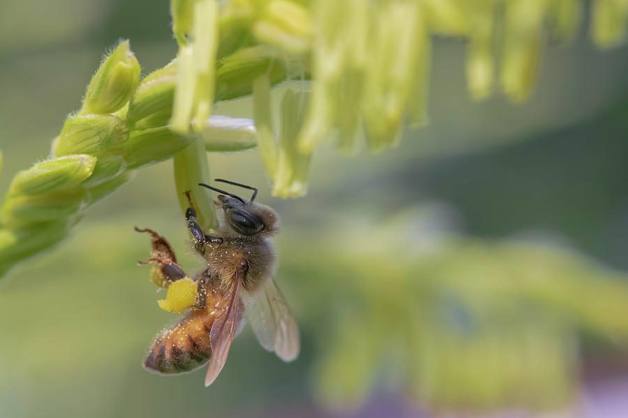 Honey Bee Collecting Pollen 1 Photograph By Terry Kelly Fine Art America 4436