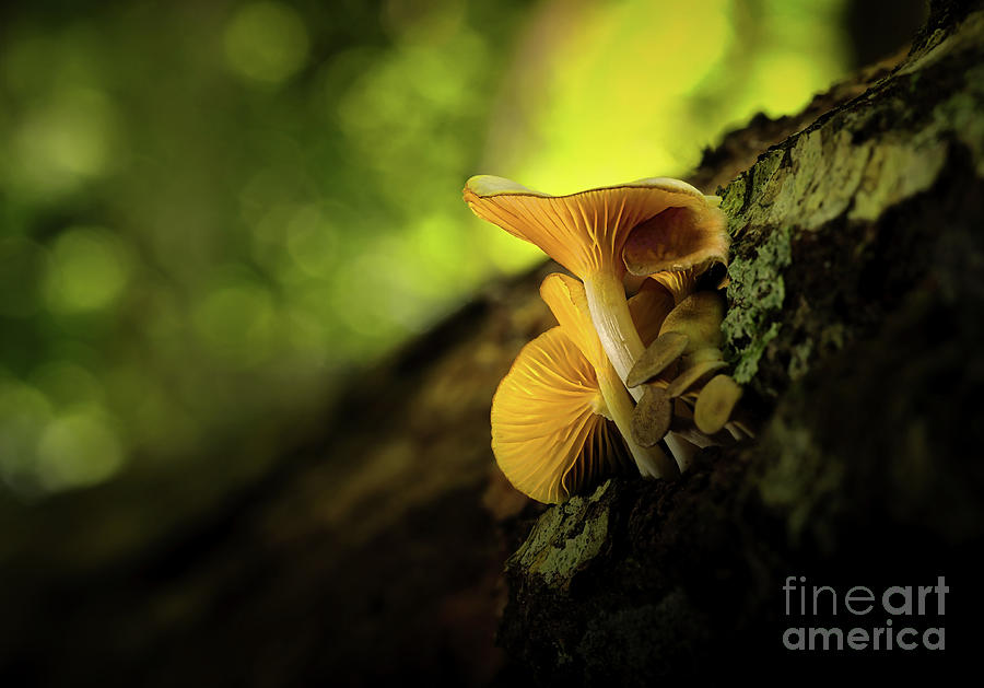 Honey mushroom #2 Pyrography by Joseph Miko