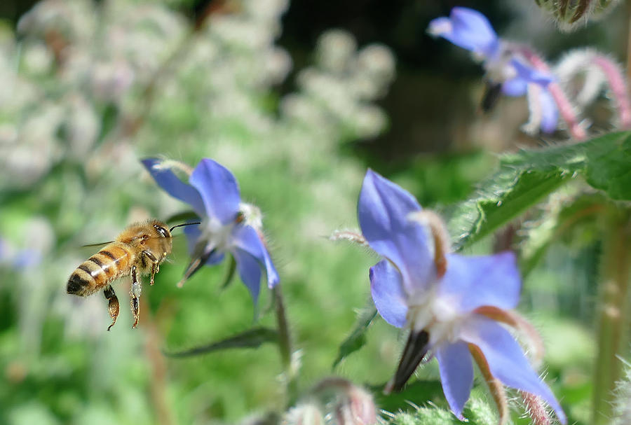 Honeybee collecting pollen on borage flowers #1 Photograph by Steve Estvanik