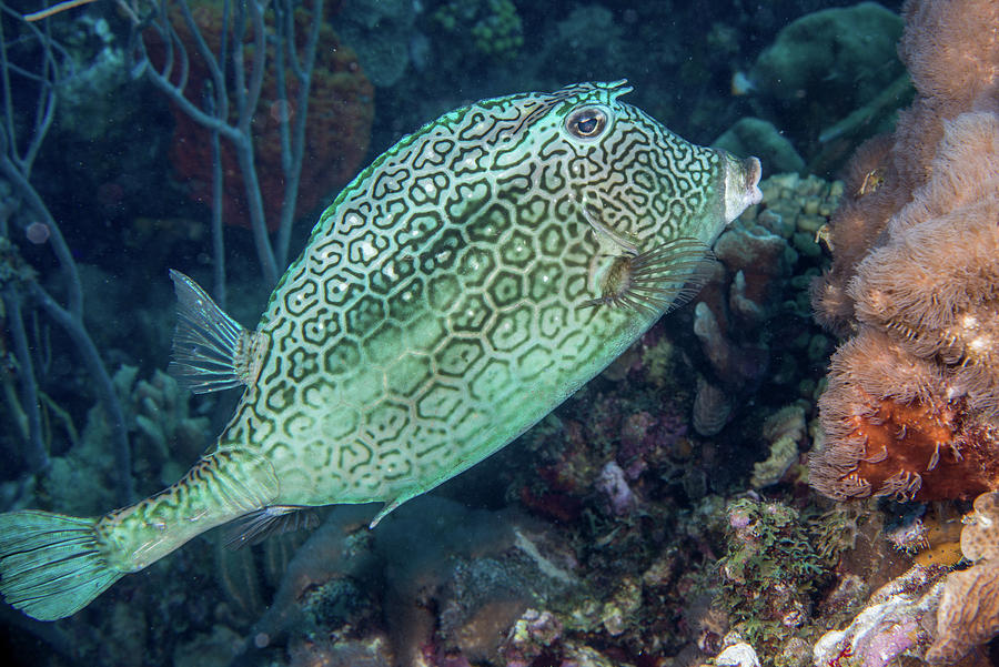 Honeycomb Trunkfish Photograph by Robert Wrenn - Fine Art America