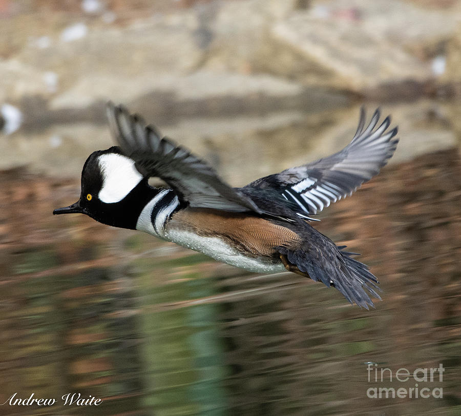 Hooded Merganser in Flight #1 Photograph by Andrew Waite - Pixels