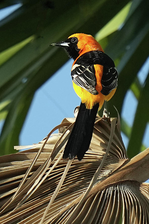 Hooded Oriole #1 Photograph by Alan Lenk