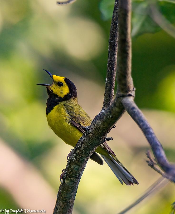 Hooded warbler Photograph by Jeffrey Campbell | Fine Art America