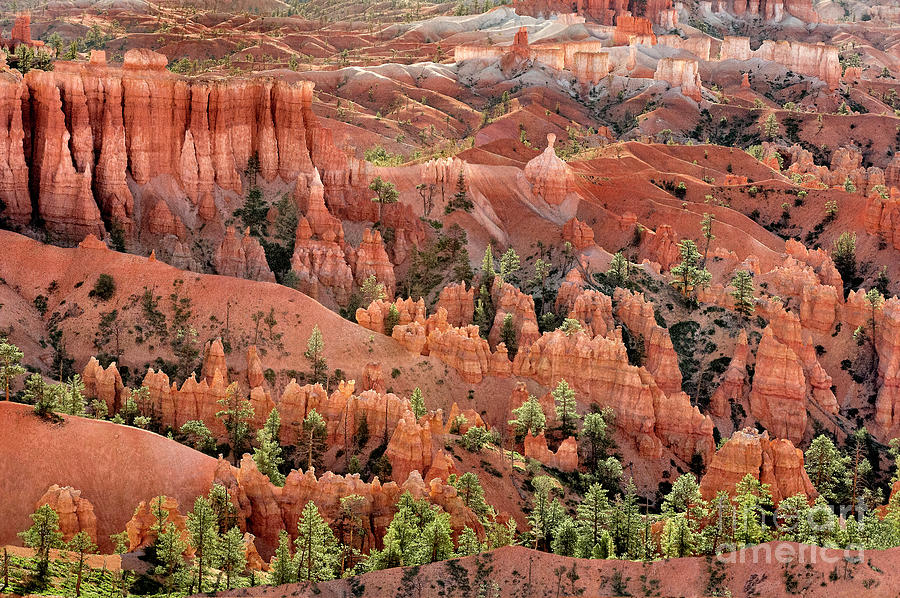 Hoodoos At Sunrise Bryce Canyon National Park Utah #1 Photograph by Dave Welling