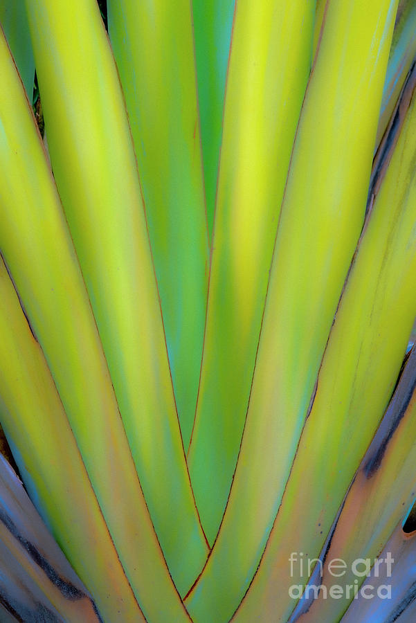 Giant Tropical Leaf Photograph by David Zanzinger Giant Tropical Leaf Photograph by David Zanzinger