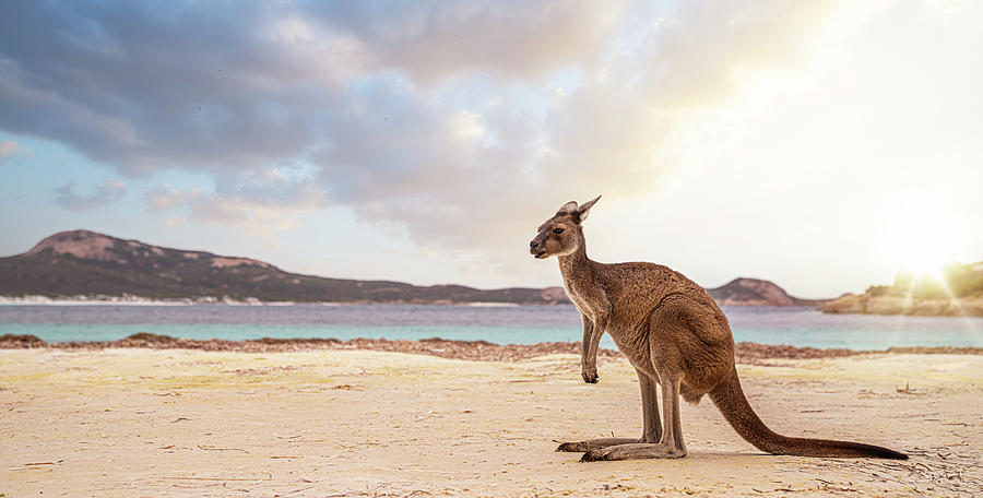 Hopping kangaroo on kangaroo island Australia Photograph by Anek ...