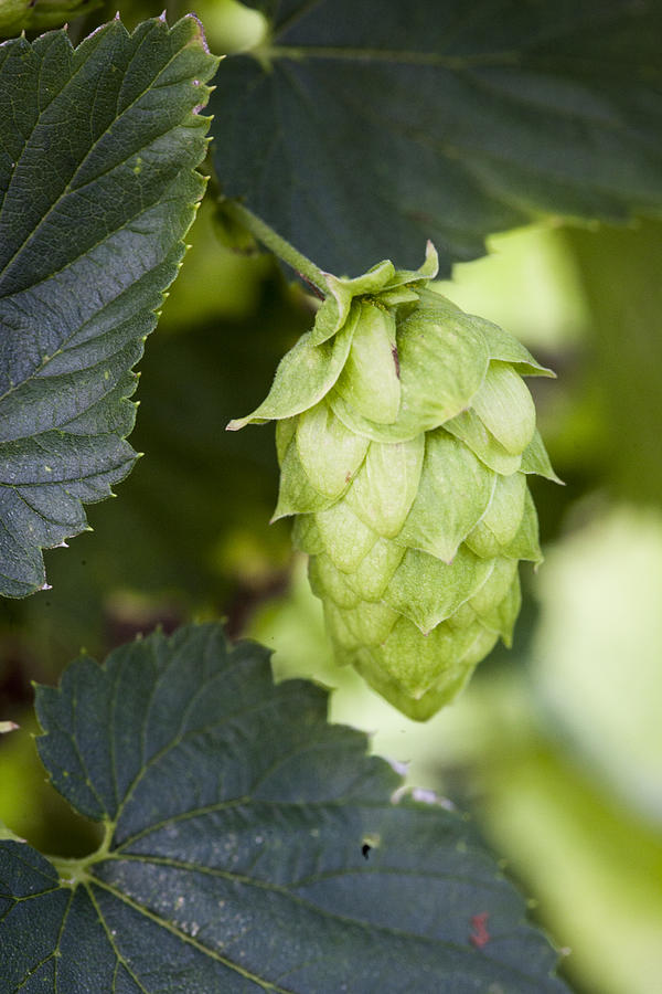 Hops before harvest. #1 Photograph by Monica Donovan
