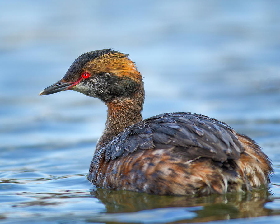 Horned Grebe  #1 Photograph by Timothy McIntyre