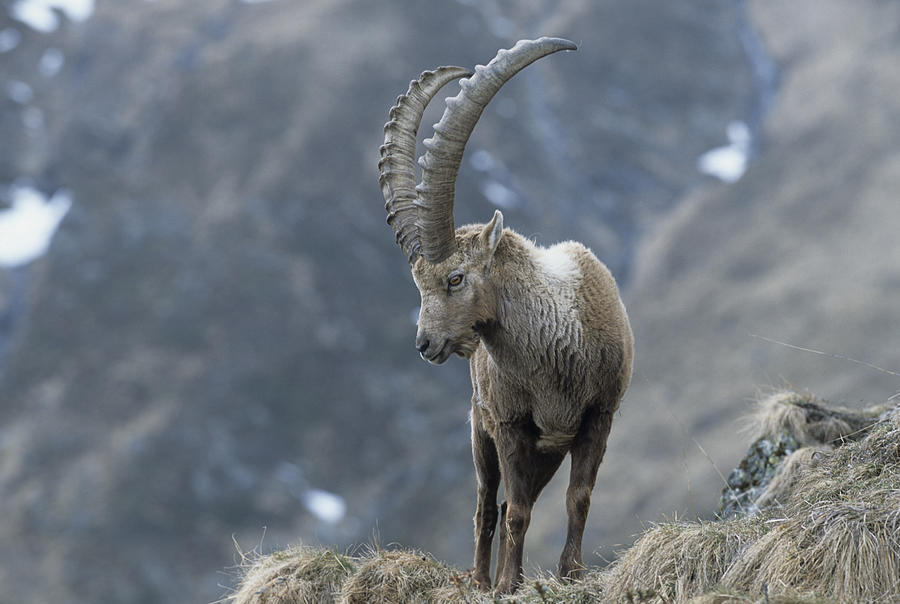 Horntraeger, Alpenbewohner, Alpensteinbock, Alpentier, Alpine, Animal #1 Photograph by - Fotosearch