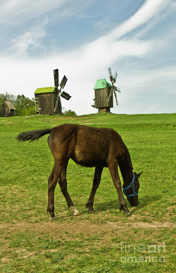 Horse and windmills #1 Photograph by Irina Afonskaya