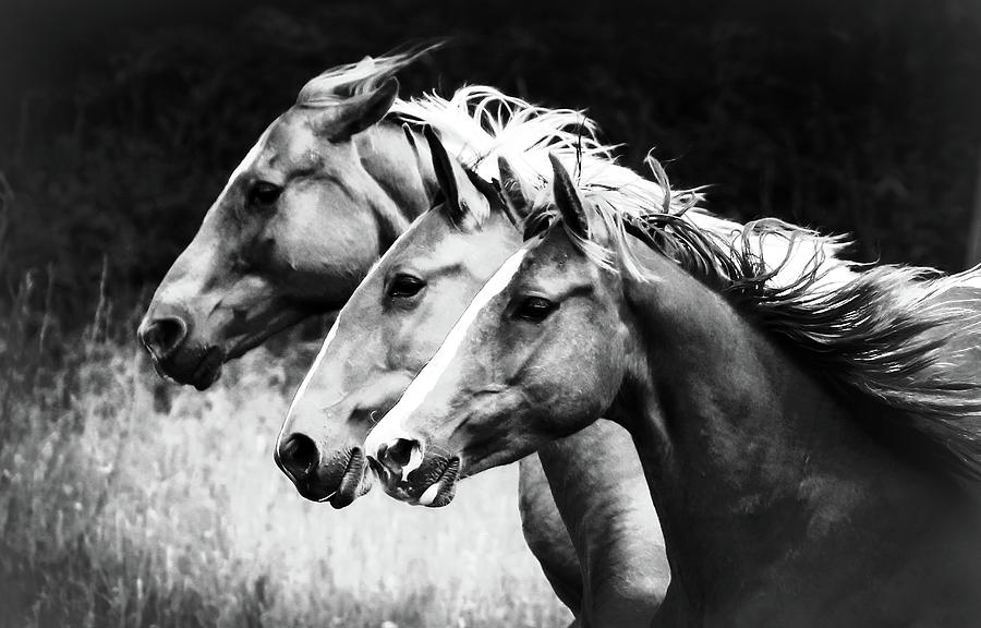 Horse Art Xxii Photograph