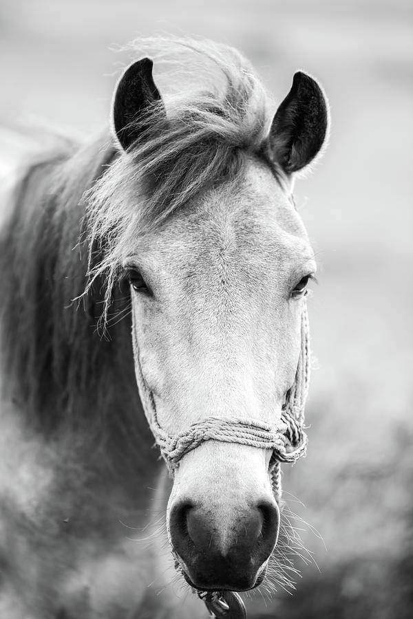 Animal Photograph - Horse  #1 by Bess Hamiti