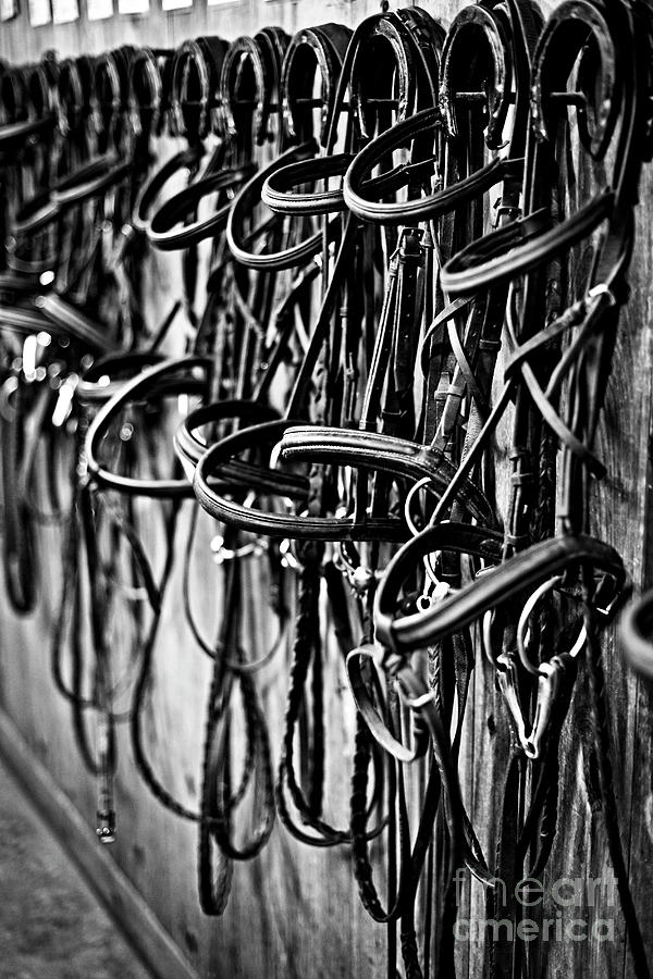 Black And White Photograph - Horse bridles on stable wall 1 by Elena Elisseeva