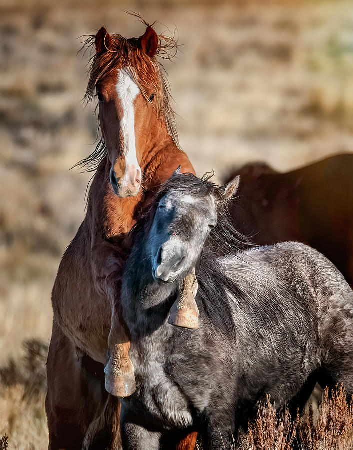 Horse Buddies #1 Photograph by Michael Ash