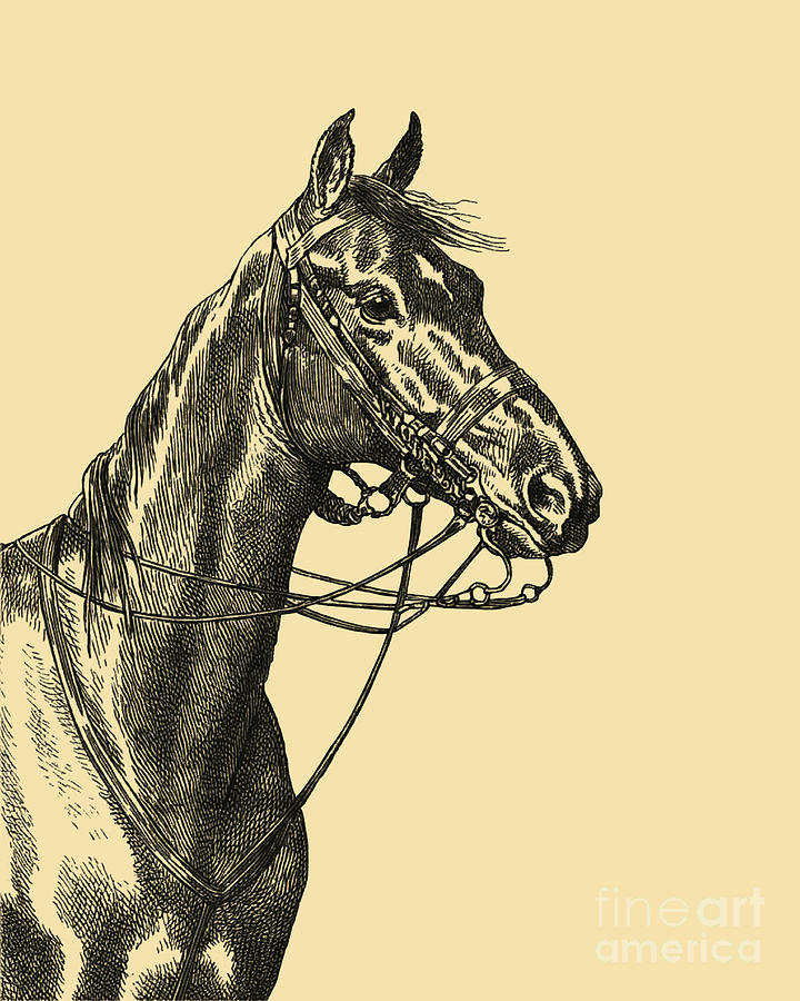 Black And White Digital Art - Horse Head #1 by Madame Memento