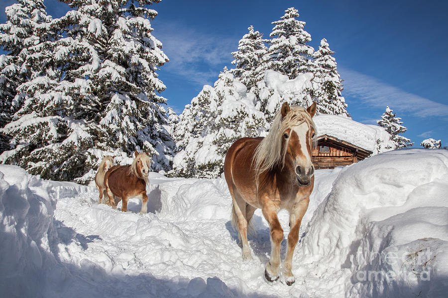Horse In The Snow Photograph