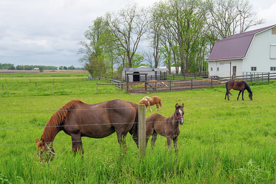 Horse-Mother and Colt-Amish Country Indiana Photograph by William ...