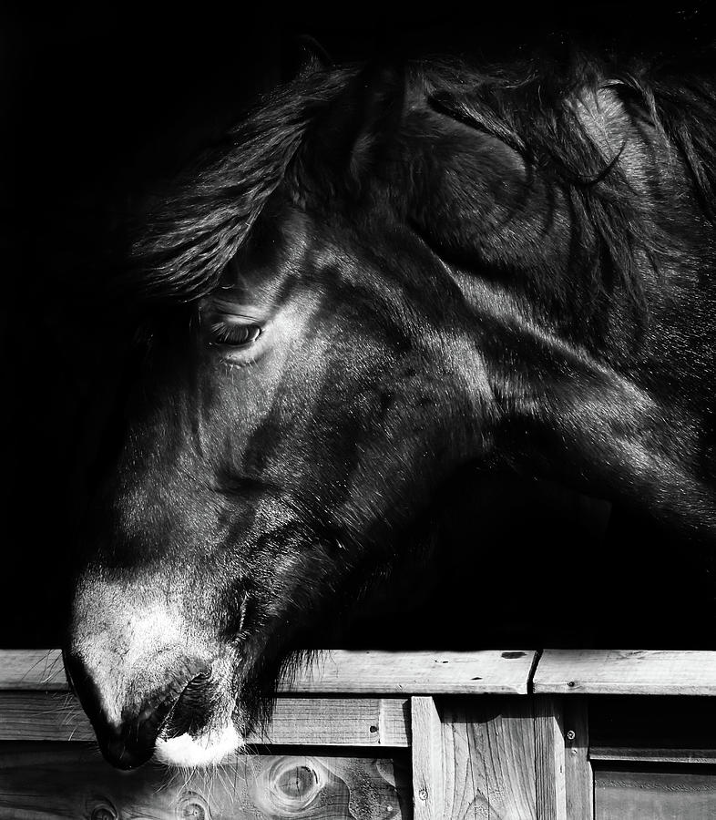 Nature Photograph - Horse Portrait #1 by Martin Newman