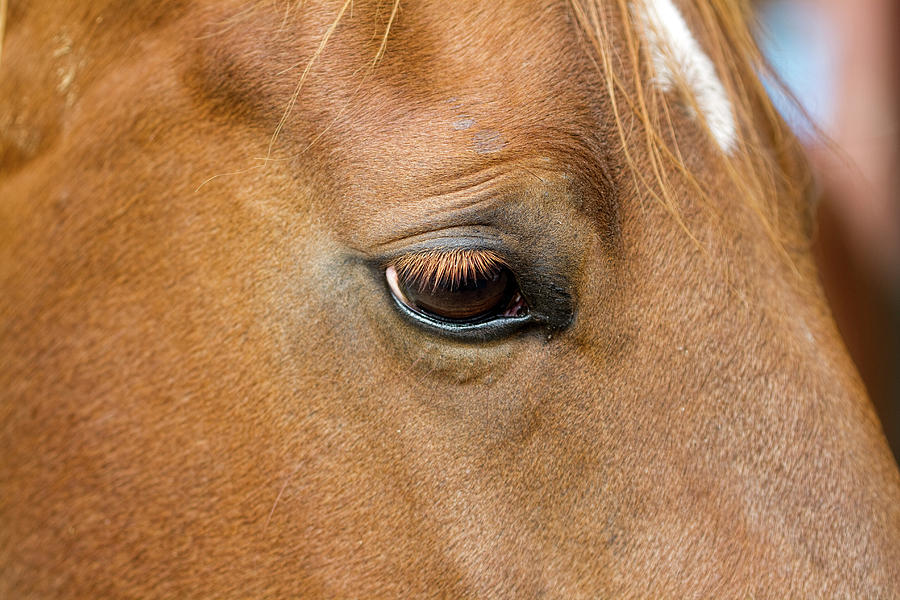 Horse Sense #1 Photograph by Kathy Clark