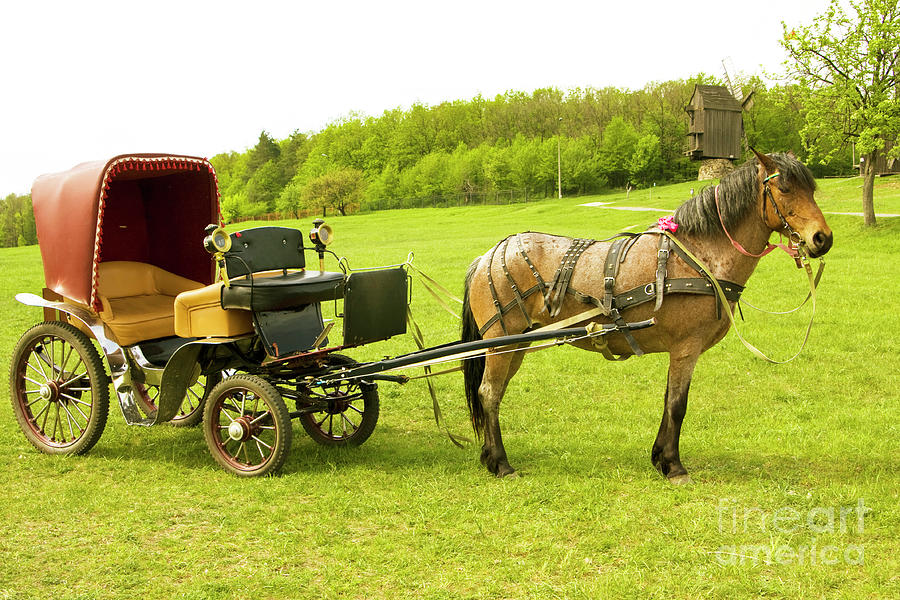 Horse with carriage #1 Photograph by Irina Afonskaya