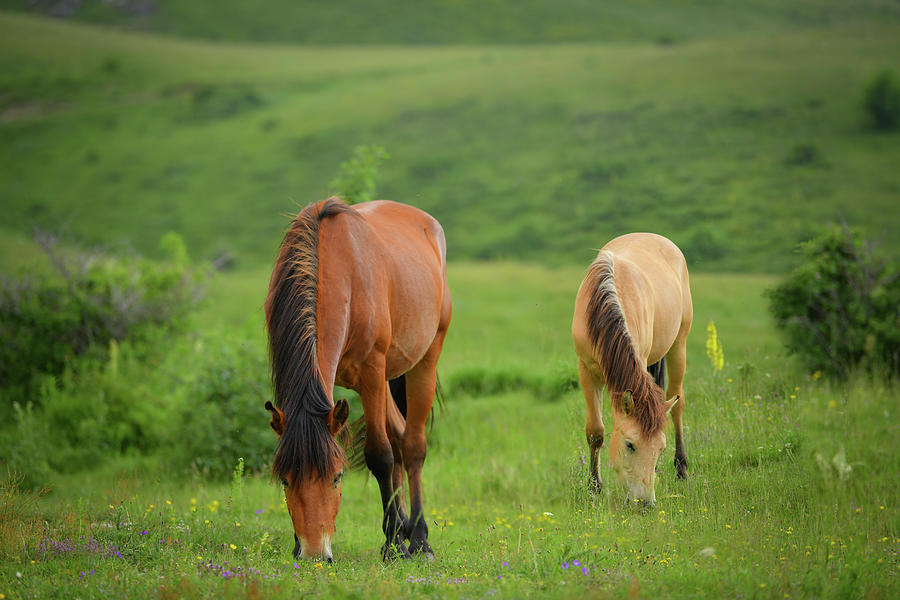 Horses #2 Photograph by Bess Hamiti
