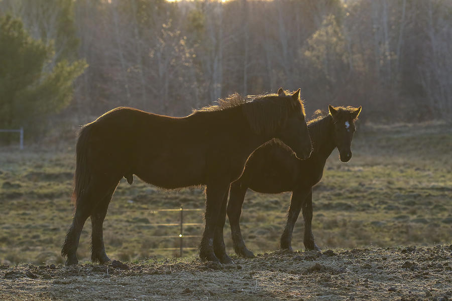 Horses #1 Photograph by Brook Burling