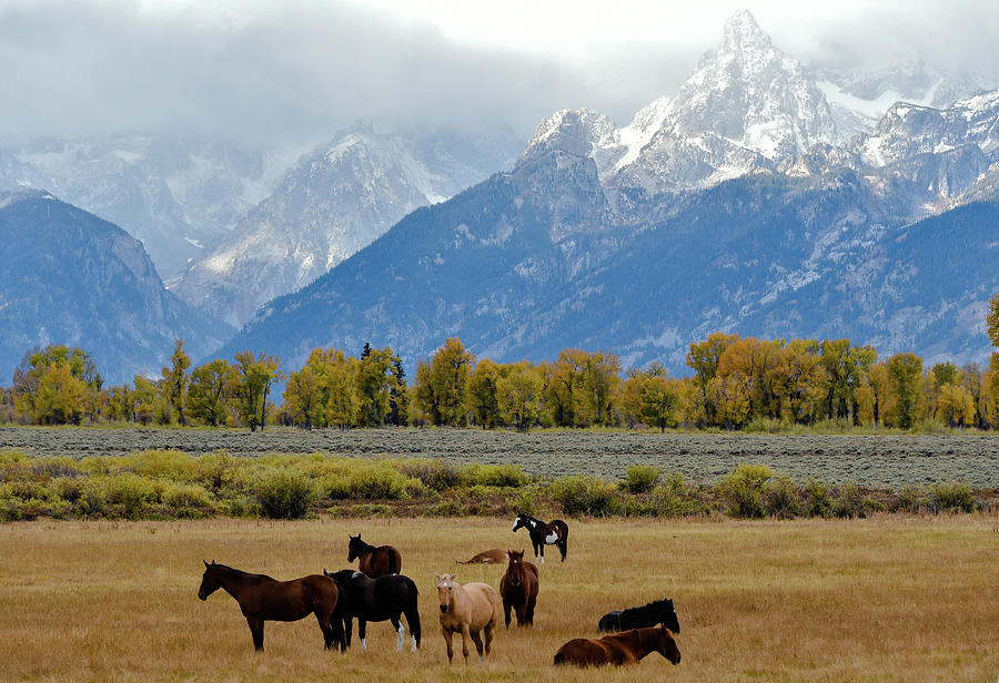 Horses Photograph By Kamalika Roy - Fine Art America