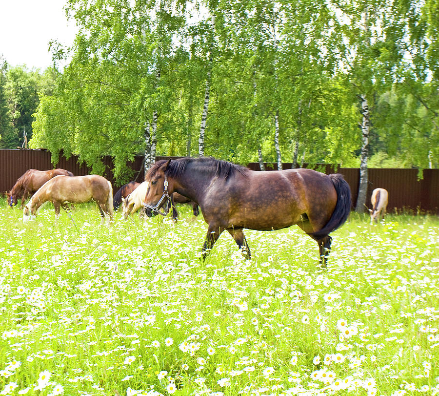 Horses on meadow with camomiles #1 Photograph by Irina Afonskaya