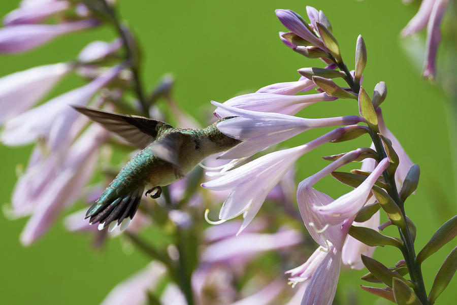 Hosta and Hummingbird #1 Photograph by Paul Freidlund