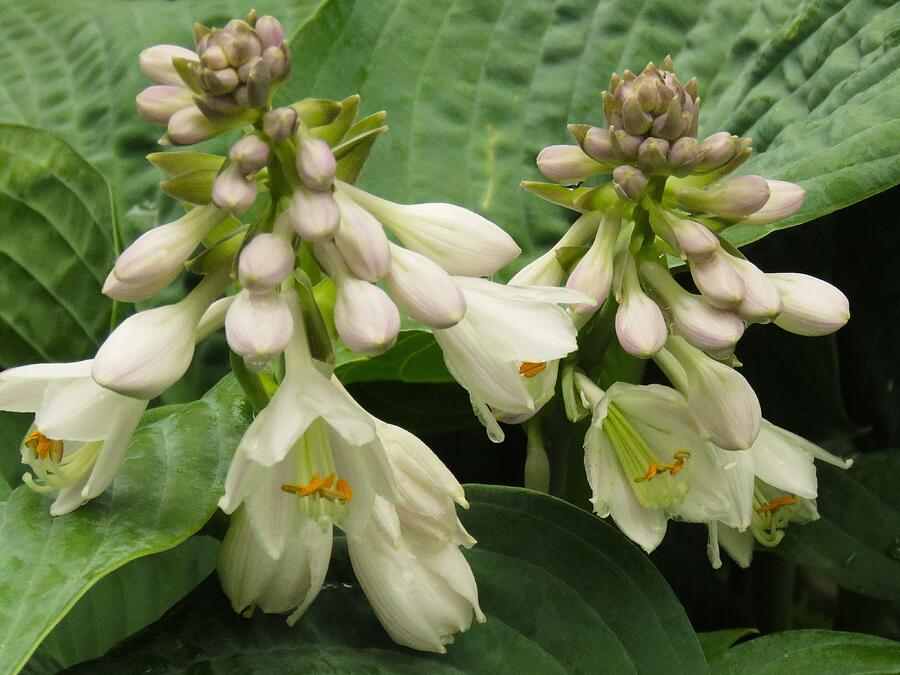 Hosta Blossoms #1 Photograph by Lori Frisch - Fine Art America