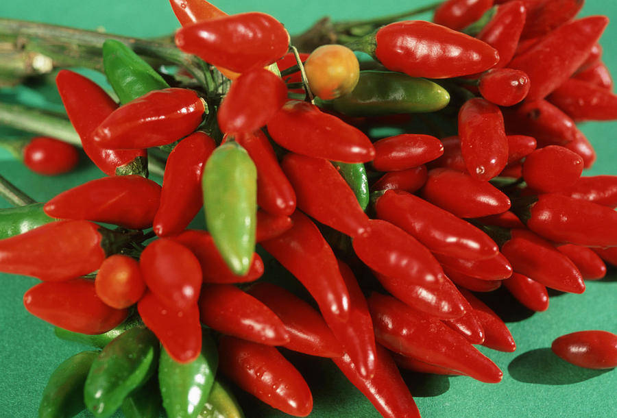 Hot Chilis (Capsicum frutescens) Piri-Piri #1 Photograph by Arco Images / Larssen Gitta