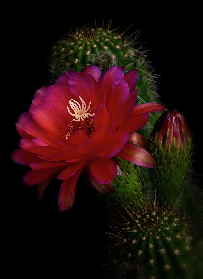 Hot Pink Easter Cactus  Photograph by Saija Lehtonen