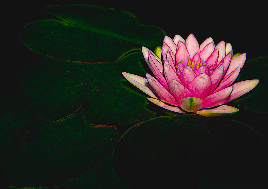 Hot Pink Water Lily #1 Mixed Media by Rosalie Scanlon