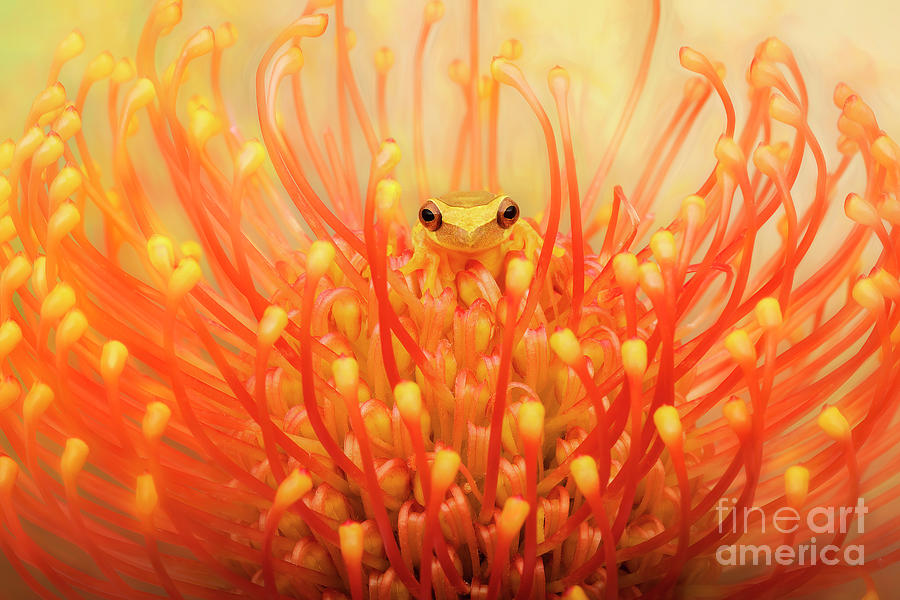 Hour Glass Frog in Protea Flower #2 Photograph by Linda D Lester