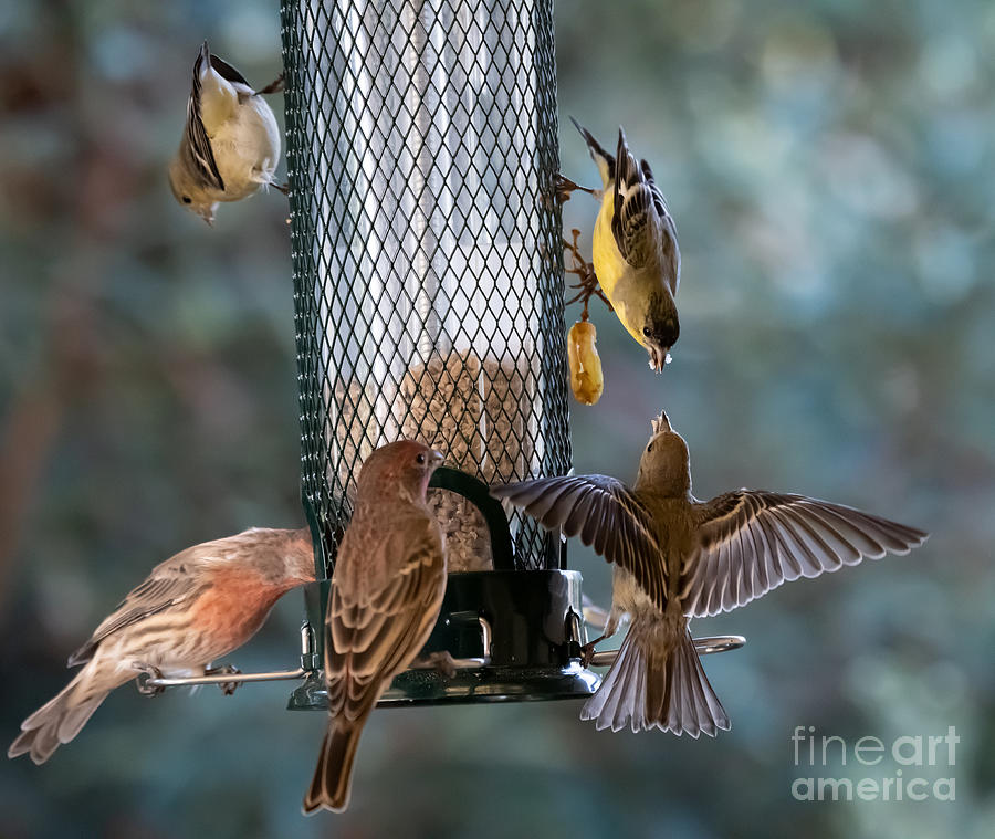 House Finch and Lesser Goldfinch #1 Photograph by Amazing Action Photo Video