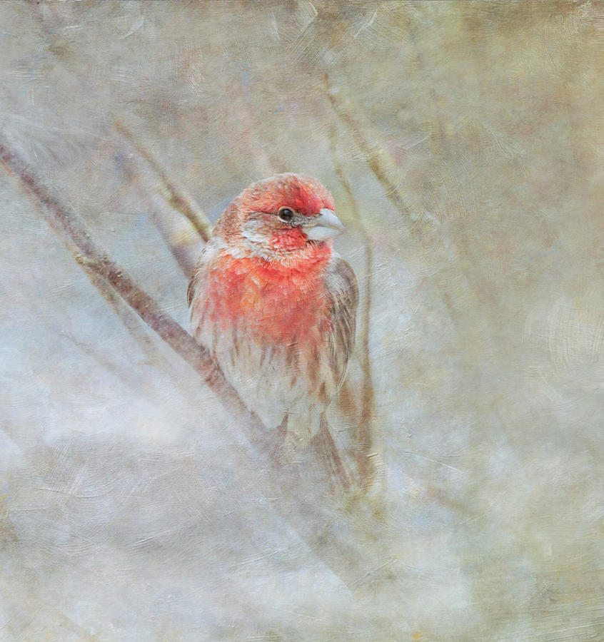 House Finch Photograph By Angie Vogel Fine Art America