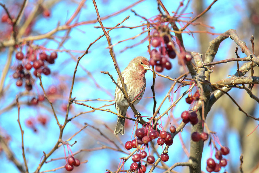 House Finch #1 Photograph by Brook Burling