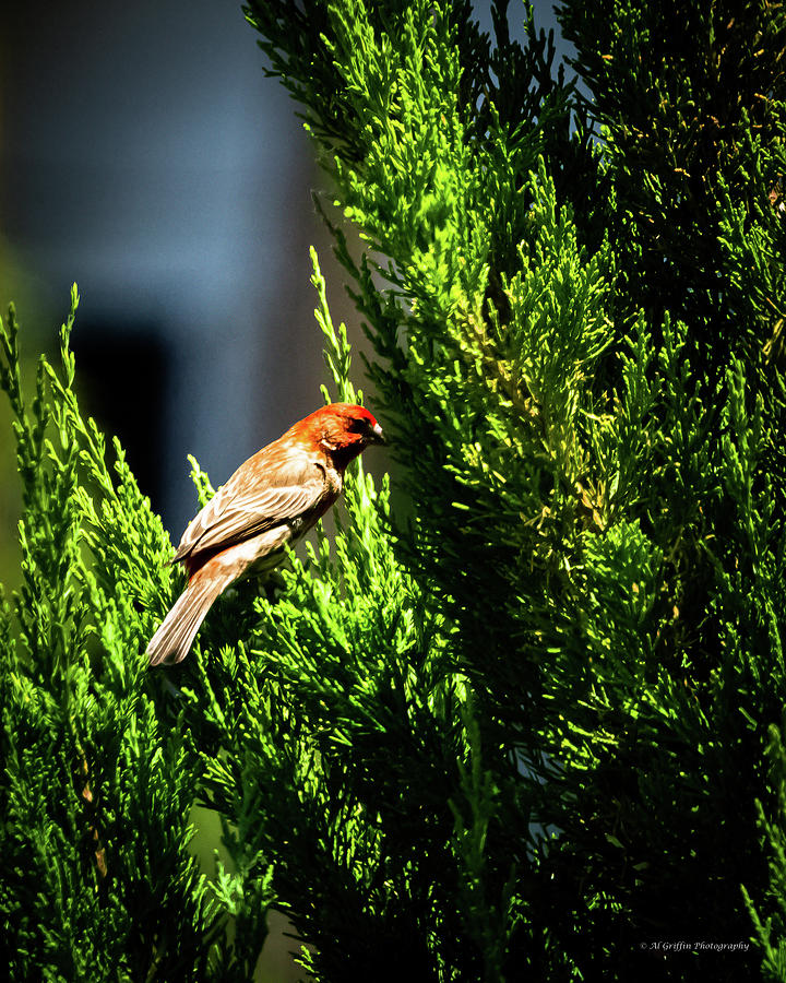 House Finch II #1 Photograph by Al Griffin
