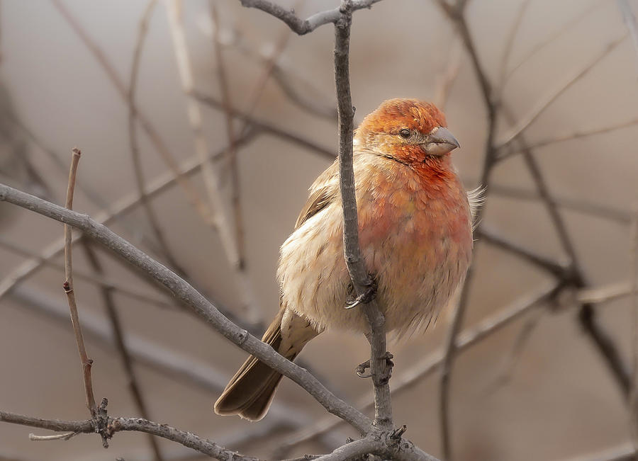 House Finch #1 Photograph by Mark Mille