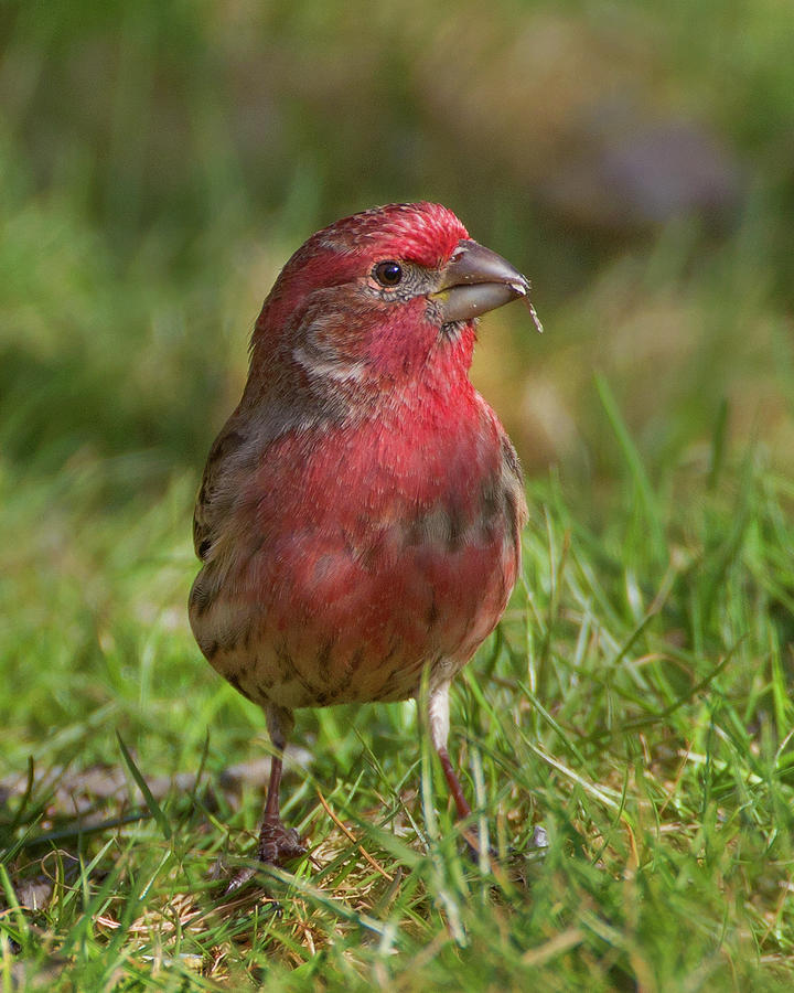 House Finch #1 Photograph by Timothy McIntyre
