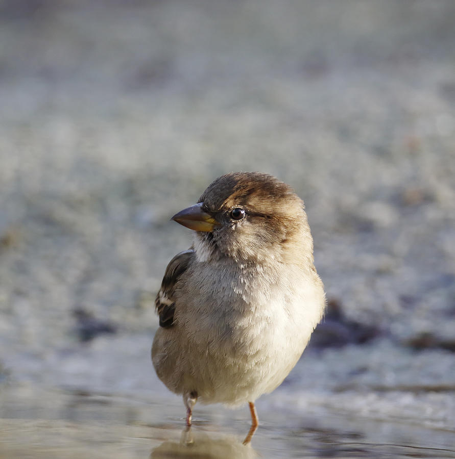 House Sparrow (Passer domesticus) Female Bathing #1 Photograph by Mantonature