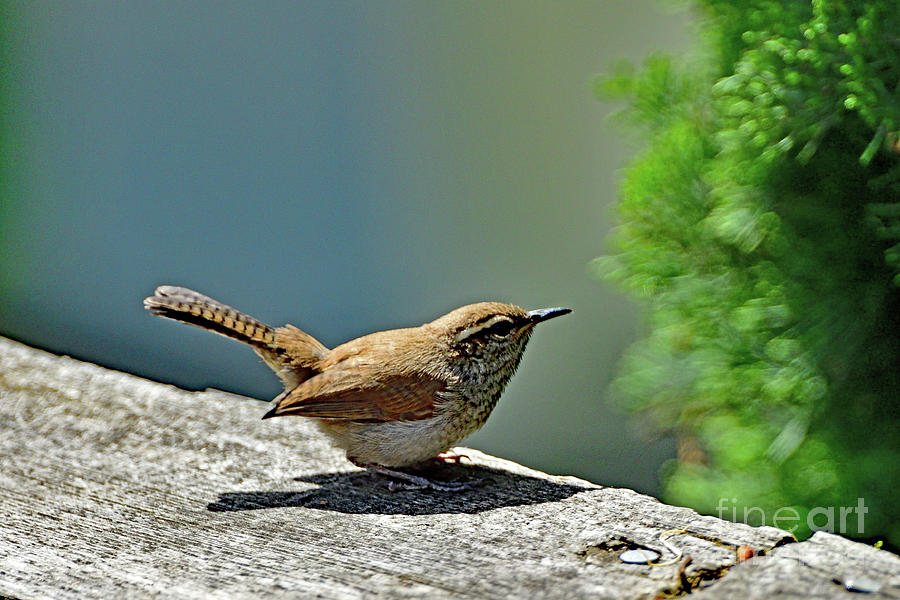 House wren #1 Photograph by Amazing Action Photo Video