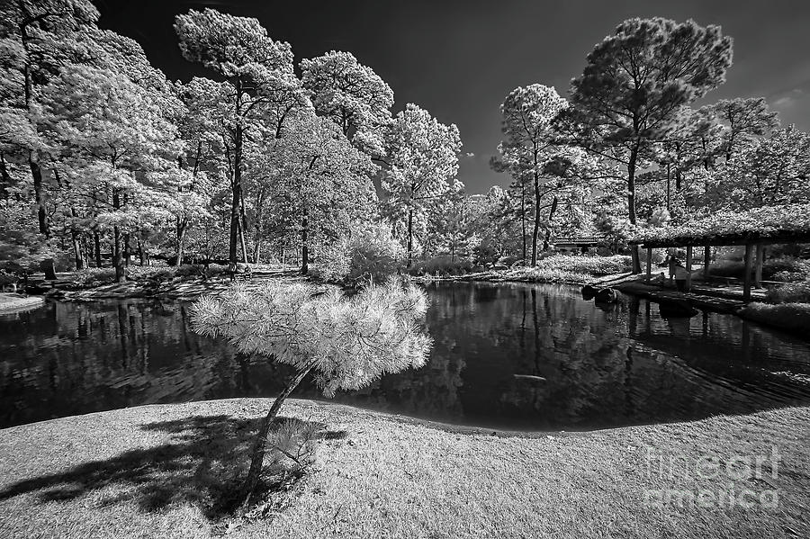 Houston Japanese Garden Photograph