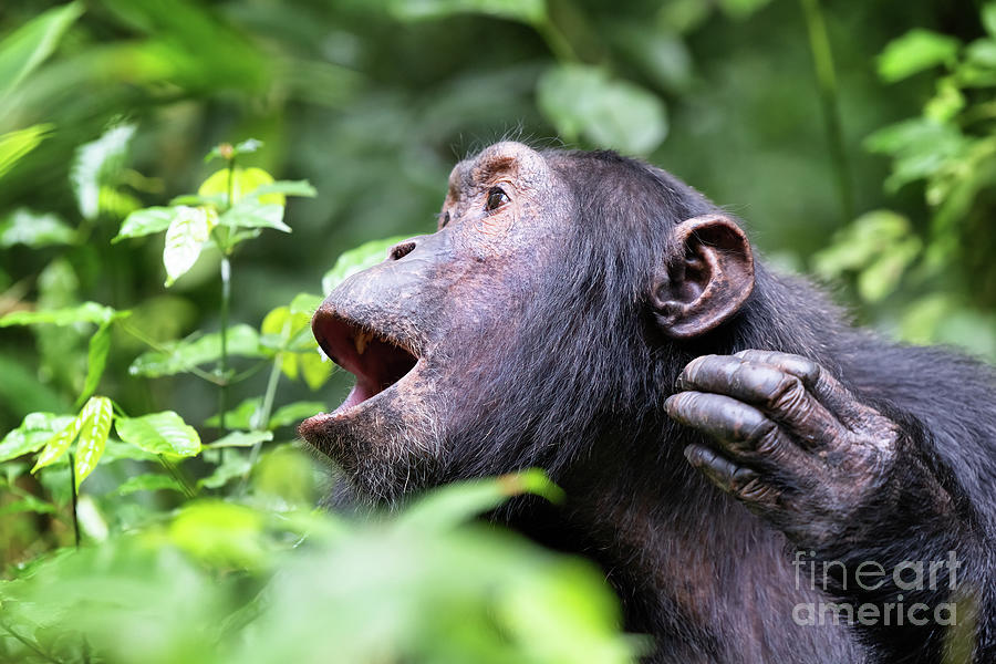 Howling chimpanzee, pan troglodytes, in the tropical rainforest of Kibale National Park, western Uganda. #1 Photograph by Jane Rix