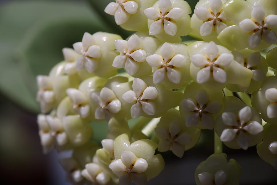 Hoya Pachyclada Photograph by Zeke Rice - Fine Art America