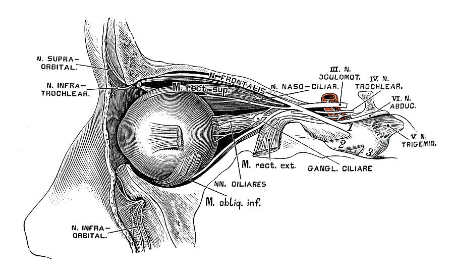 Human anatomy scientific illustrations: Eye nerves #1 Drawing by Ilbusca